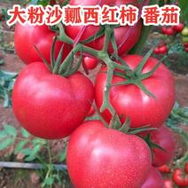【精品】云南硬粉西红柿，沙瓤粉果，大量现货供应全国市场
