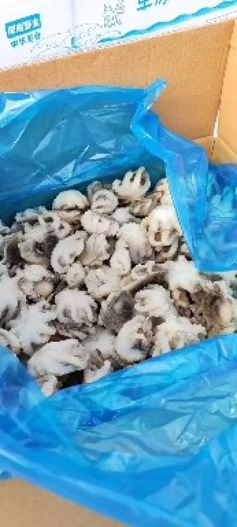 八爪鱼纯干八爪鱼