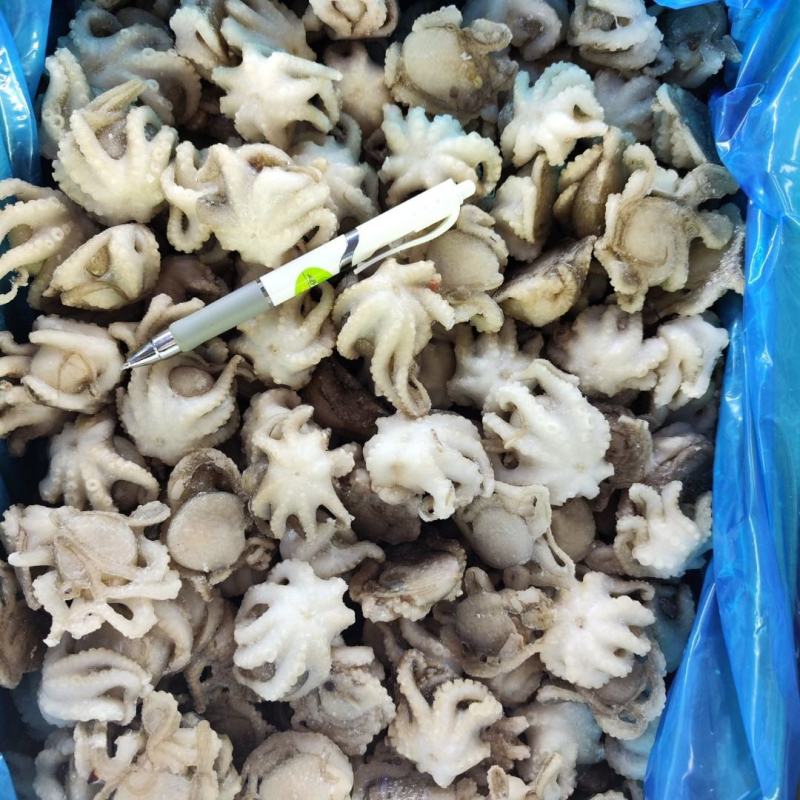 八爪鱼纯干八爪鱼