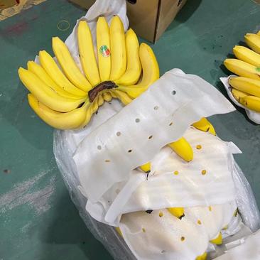 香蕉/巴西蕉大量供应，一手货源，批发，新鲜发货，欢迎咨询