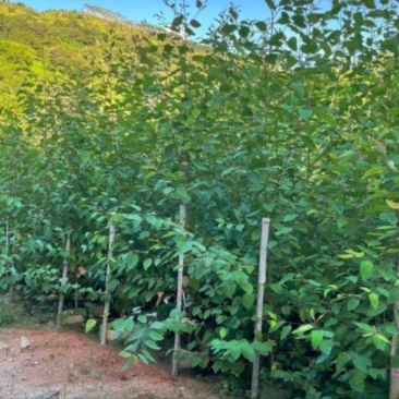 桉树苗速生桉生长快的树桉树树苗地栽绿化树苗柠檬桉树地栽小
