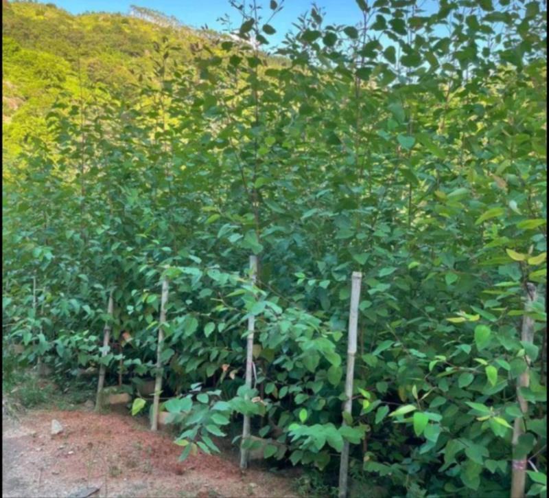 桉树苗速生桉生长快的树桉树树苗地栽绿化树苗柠檬桉树地栽小