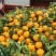 广西南宁精品沙糖桔原产地直发一手货源欢迎来电详谈