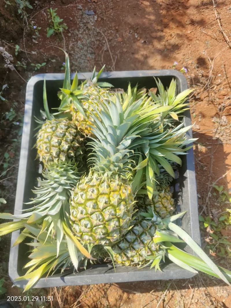 广东徐闻菠萝，香水菠萝，现大量上市，可长期供应