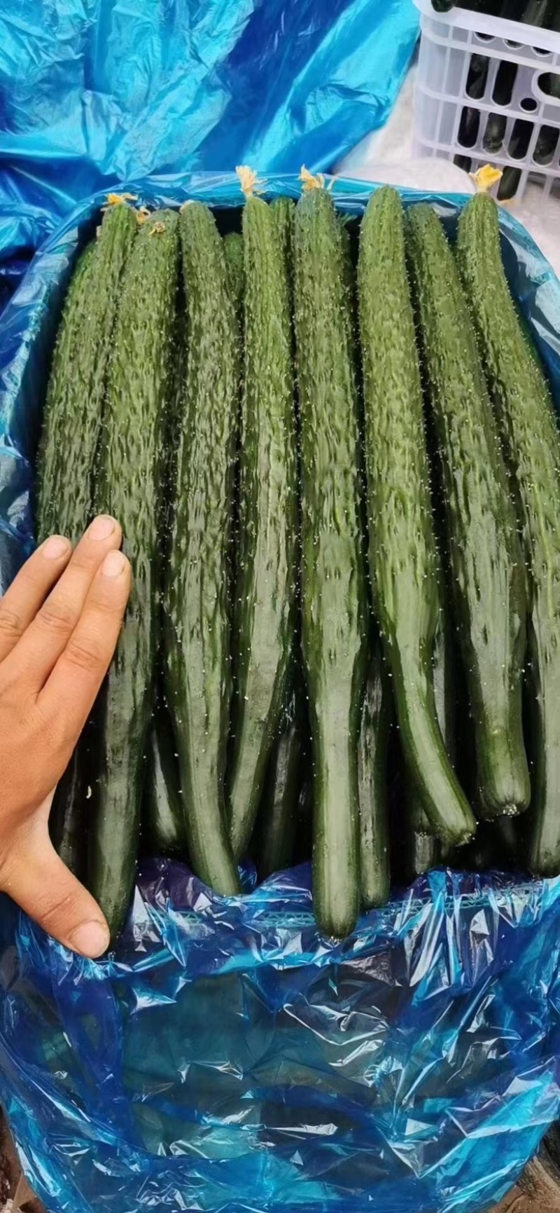 【干花带刺】精品黄瓜一手货源万亩大棚需要联系量大
