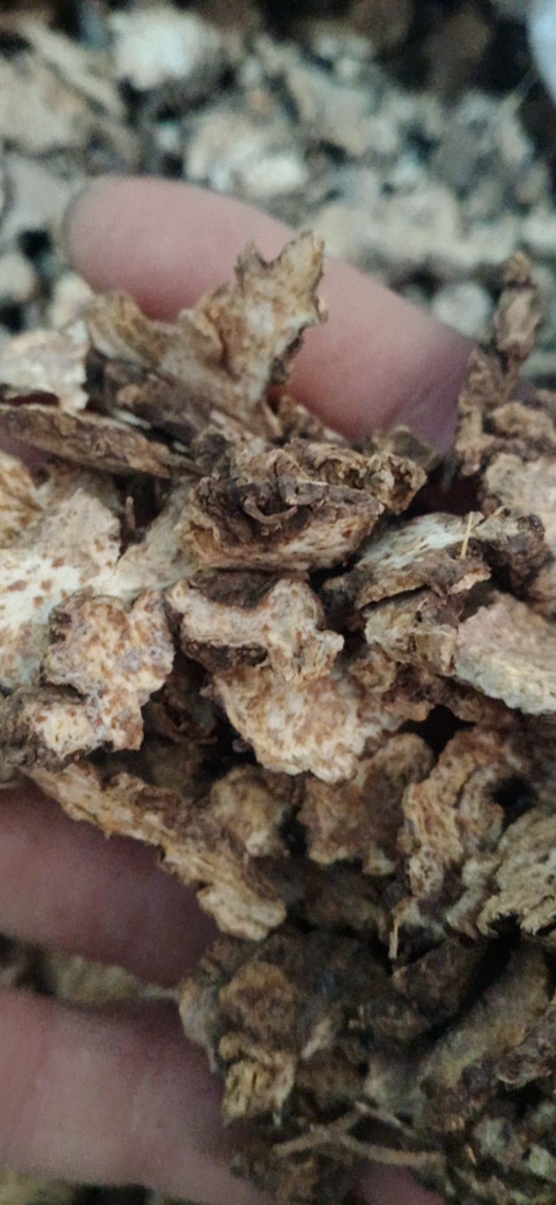 【苍术】炒苍术..中药材批发.质量保证规格齐全.