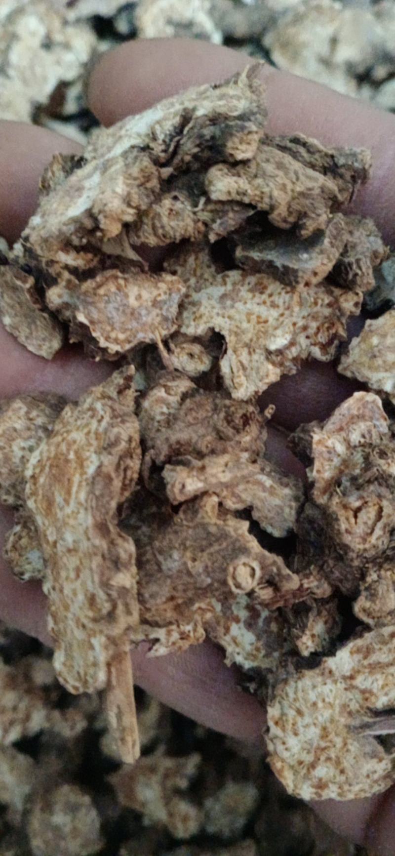 【苍术】炒苍术..中药材批发.质量保证规格齐全.