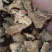 【苍术】炒苍术..中药材批发.质量保证规格齐全.