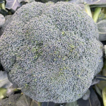 精品浙江三门县西蓝花自产自销量大价优可视屏看货！