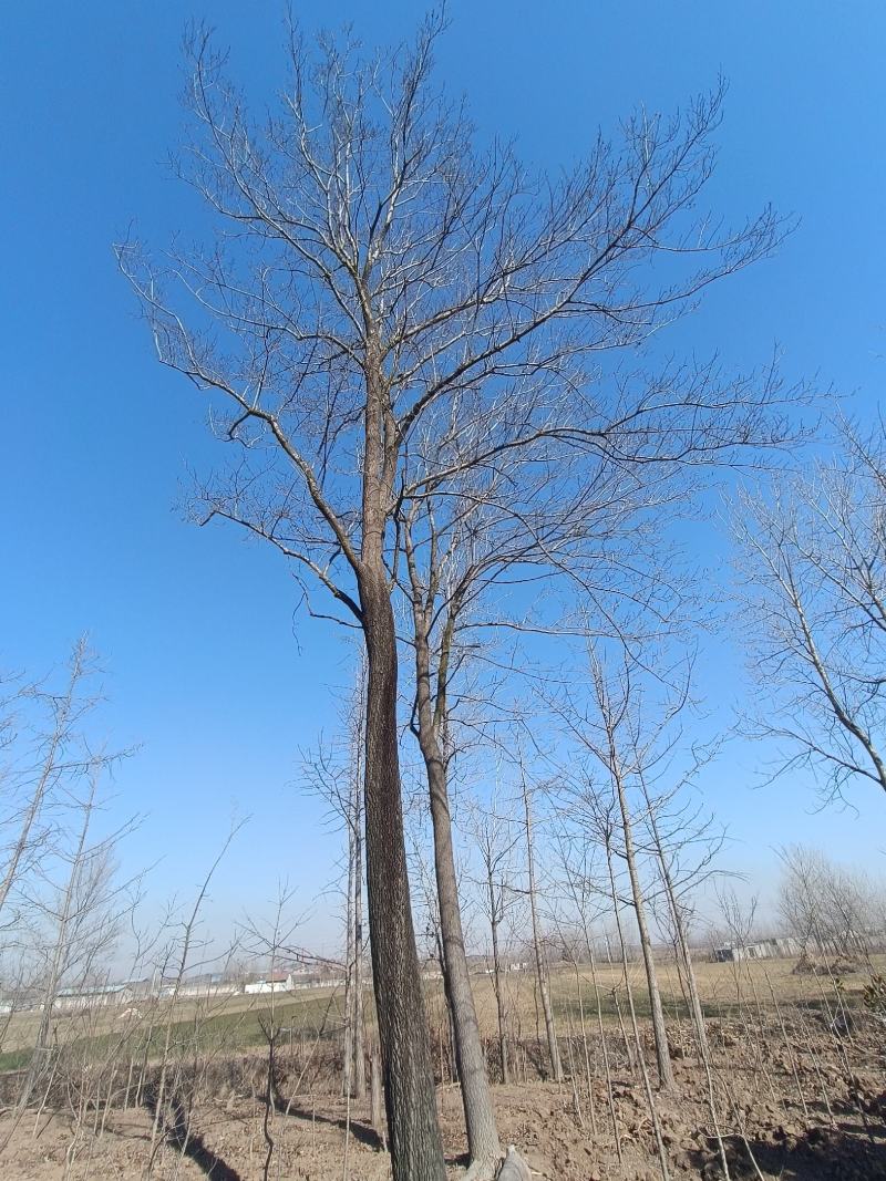 胸经36公分杜仲树
