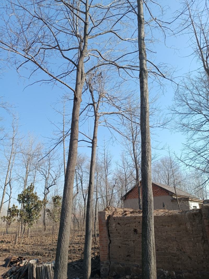 胸经36公分杜仲树