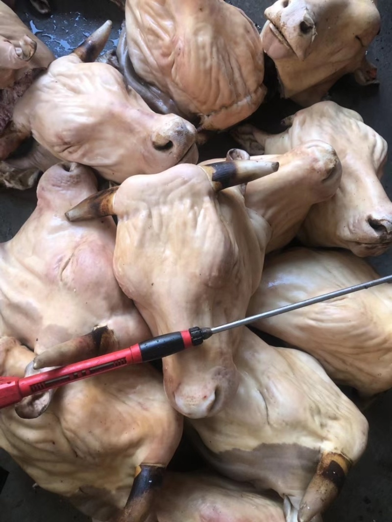 牛头肉牛脸整个牛头肉山东鲁西黄牛牛头肉一手货源