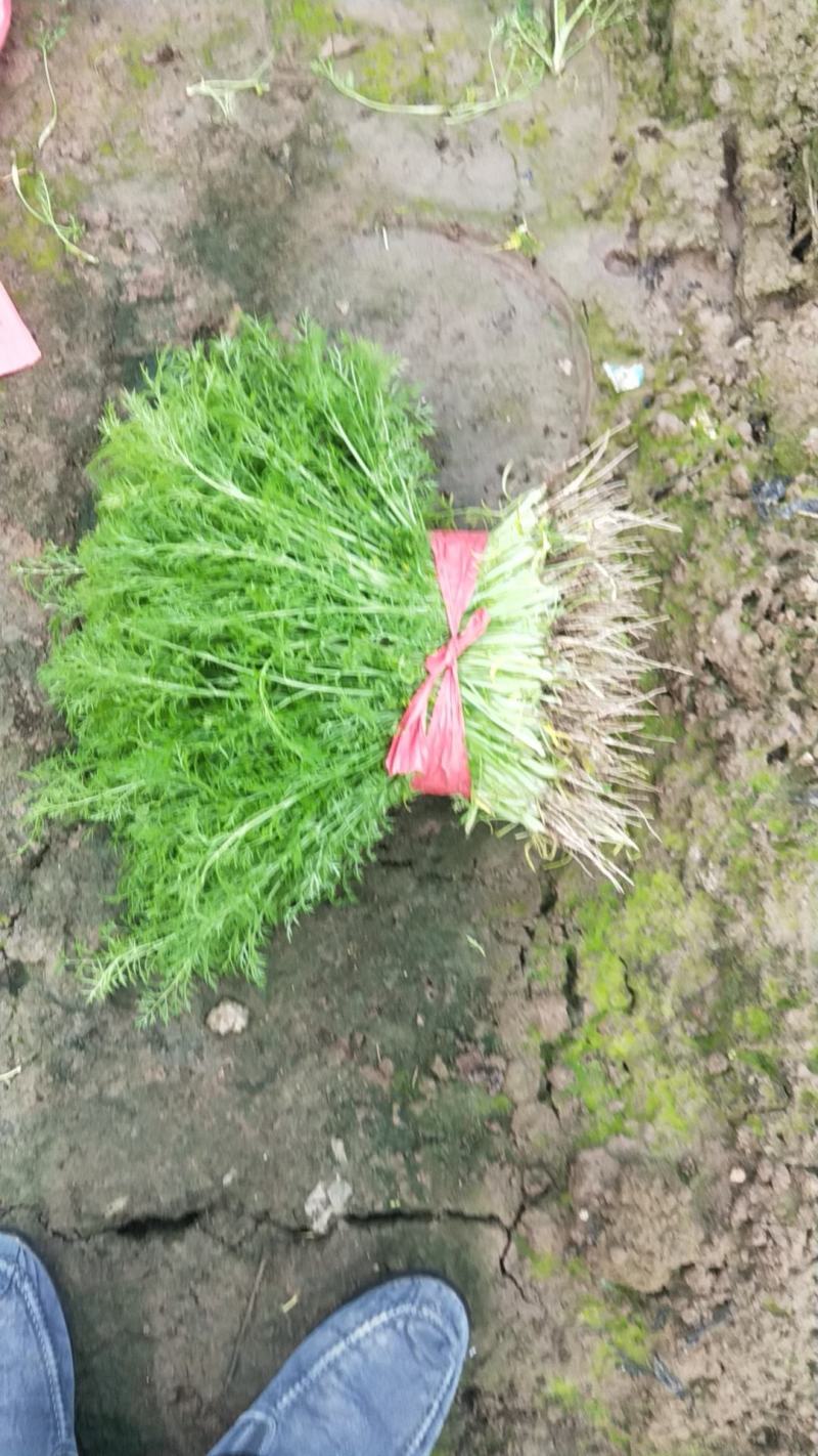 河北精品小回香大量有货，产地直供30到45左右可视频看货