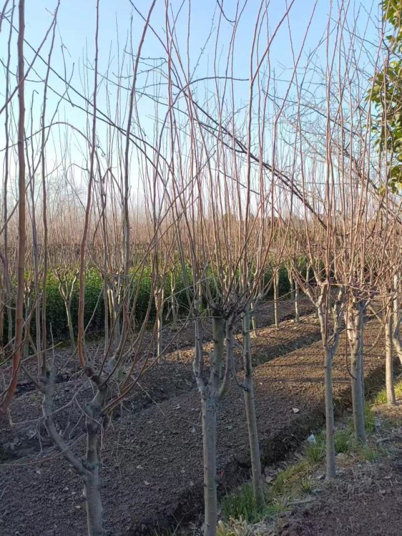 【西府海棠】浙江萧山绿化苗基地货源/规格多样/量大从优