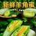 新鲜羊角蜜，原产地大量有货，都是自己家种植，现摘现发
