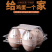 4枚中号鸡蛋托塑料一次性土鸡蛋包装盒透明带扣皮蛋鸭蛋托盘