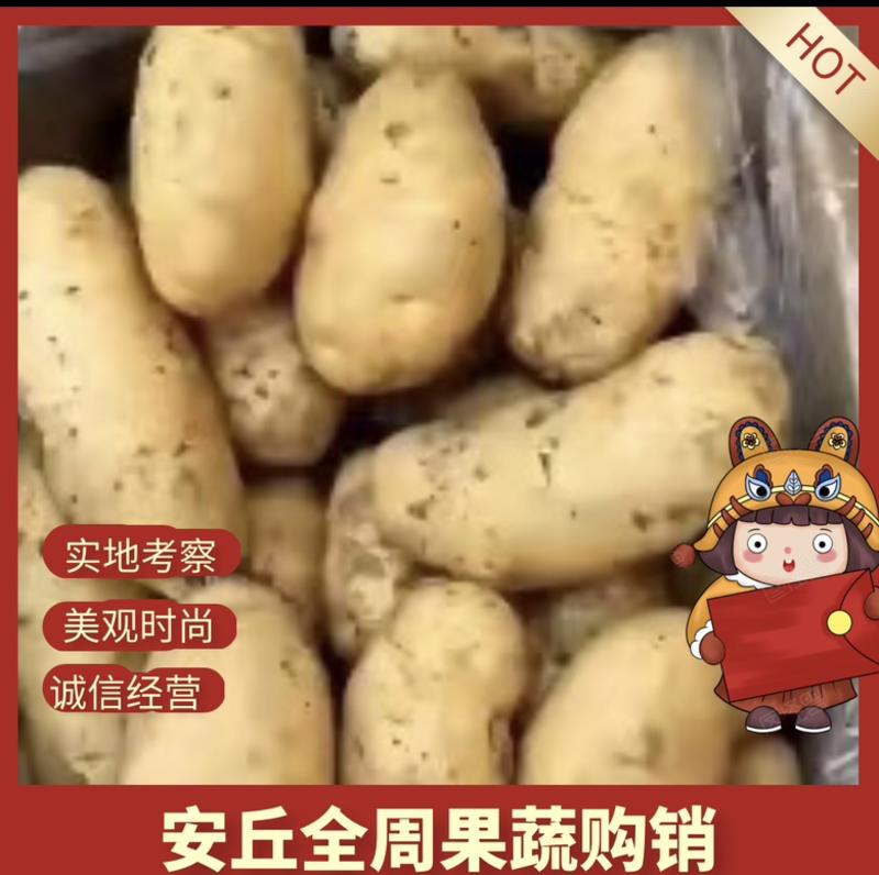安丘黄心土豆大量出货量大从优价格便宜一手货源。