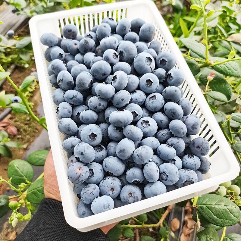 精品蓝莓产地直发大量供应耐运输一条龙服务