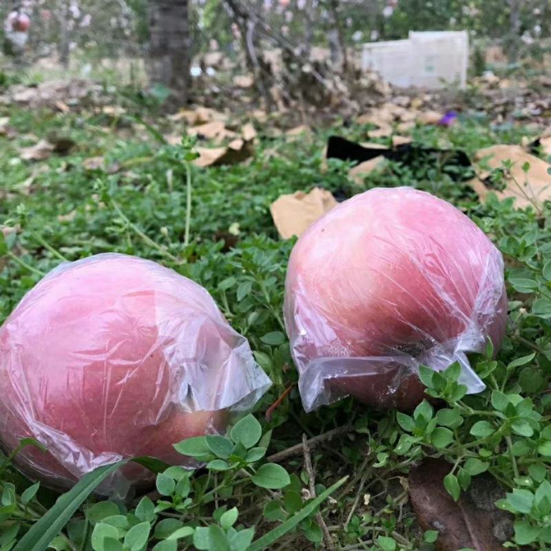 陕西膜袋红富士苹果，产地直发，味道甜美汁水充盈甜度高