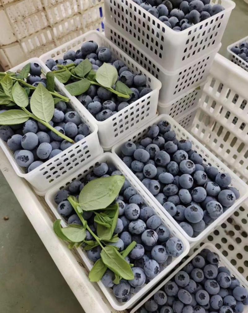 山东莒县精品蓝莓产地直发保质保量一手货源