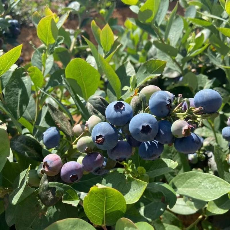 山东莒县精品蓝莓产地直发保质保量一手货源