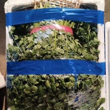 精品暖棚香菜