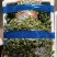 精品暖棚香菜