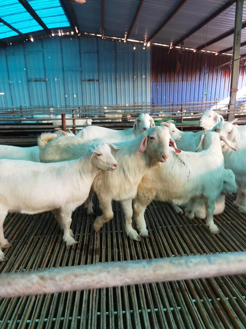 美国大白羊大量出售保质保量支持视频一对一挑选提供养殖技术