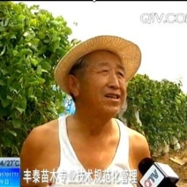 山东阳光玫瑰葡萄苗38年信誉质壮苗纯，品种纯正