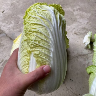 云南高山娃娃菜