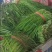 精品大棚韭菜大量上市需要的老板一亩田与我联系