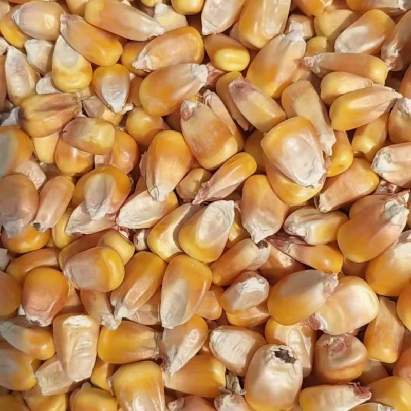 玉米粒玉米饲料厂家批发保质保量欢迎致电咨询