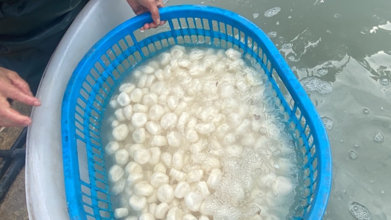 广西桂林荔浦水果马蹄泡沫箱加冰水打包让顾客更加放心购买