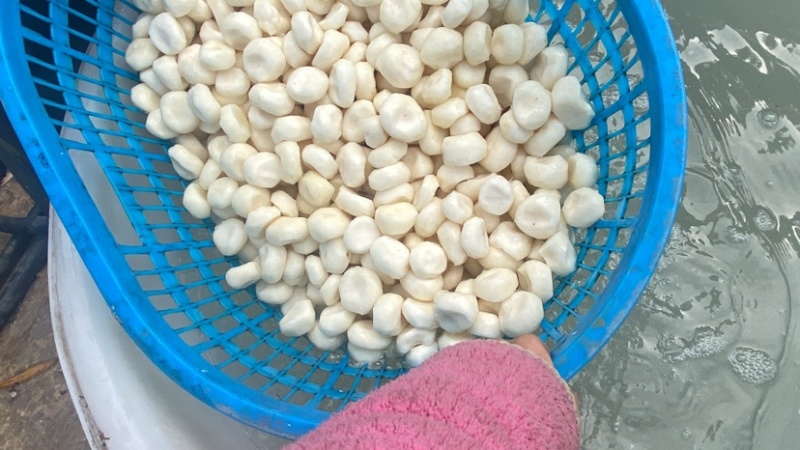 广西桂林荔浦水果马蹄泡沫箱加冰水打包让顾客更加放心购买