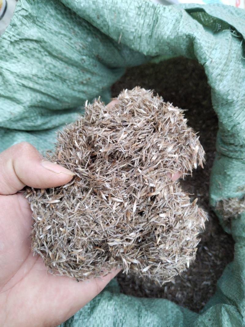 地胆头种子