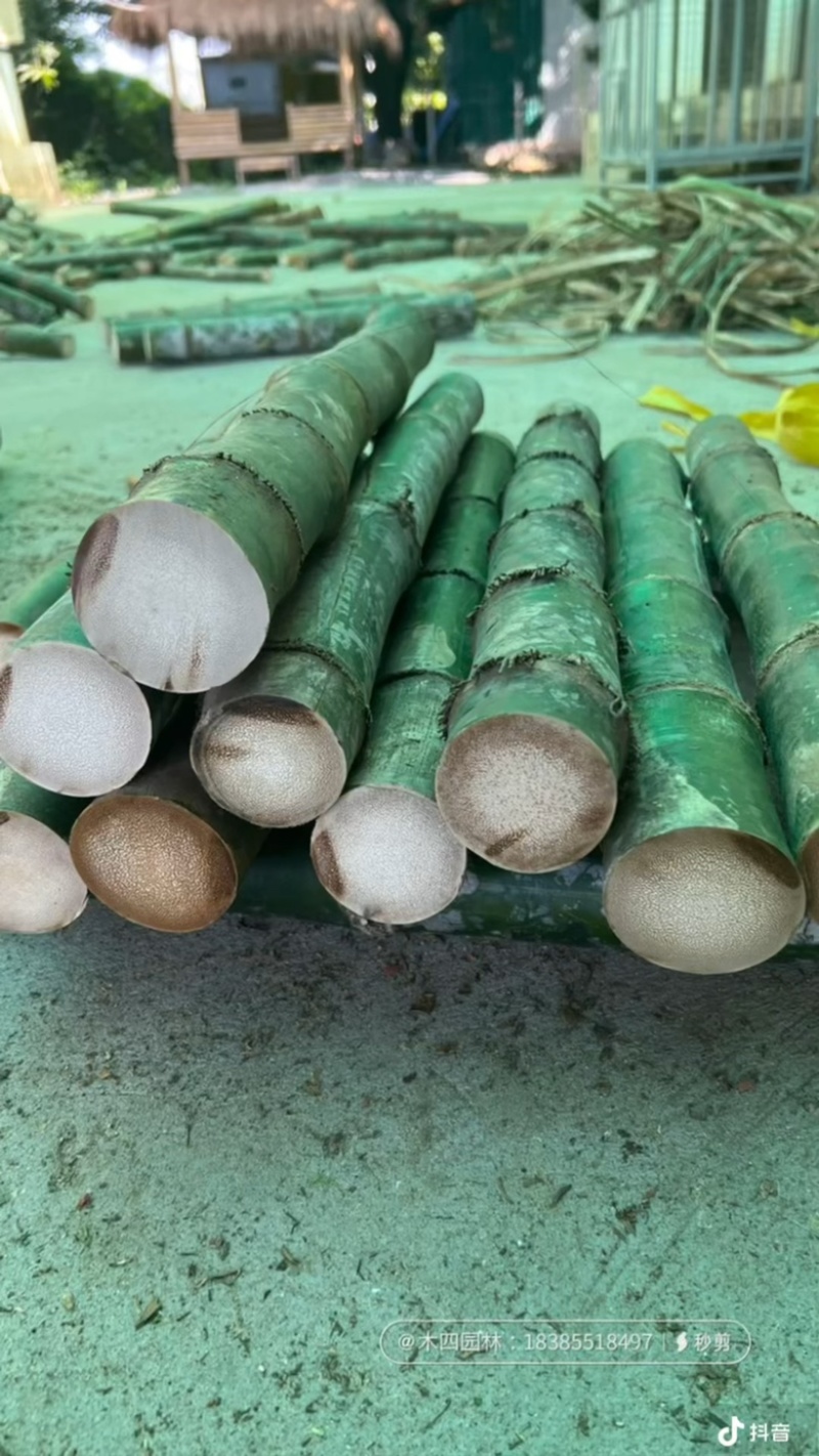 实心竹龙血竹龙血金丝竹工艺原材料