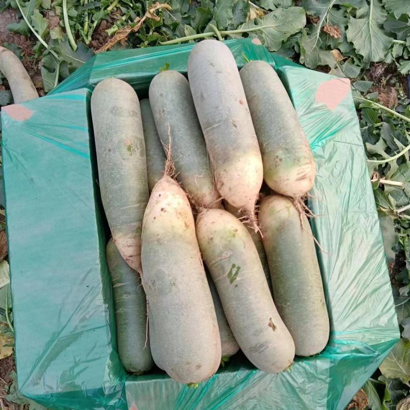 精品水果萝卜山东基地直发量大价格好品质保障欢迎实地考