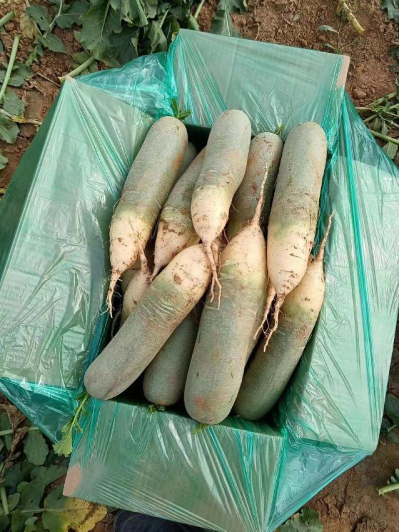 精品水果萝卜山东基地直发量大价格好品质保障欢迎实地考
