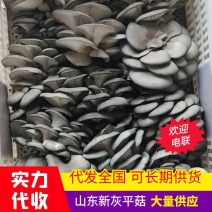 【实力代办】平菇大量供货，货量充足，诚信经营可以长期供货