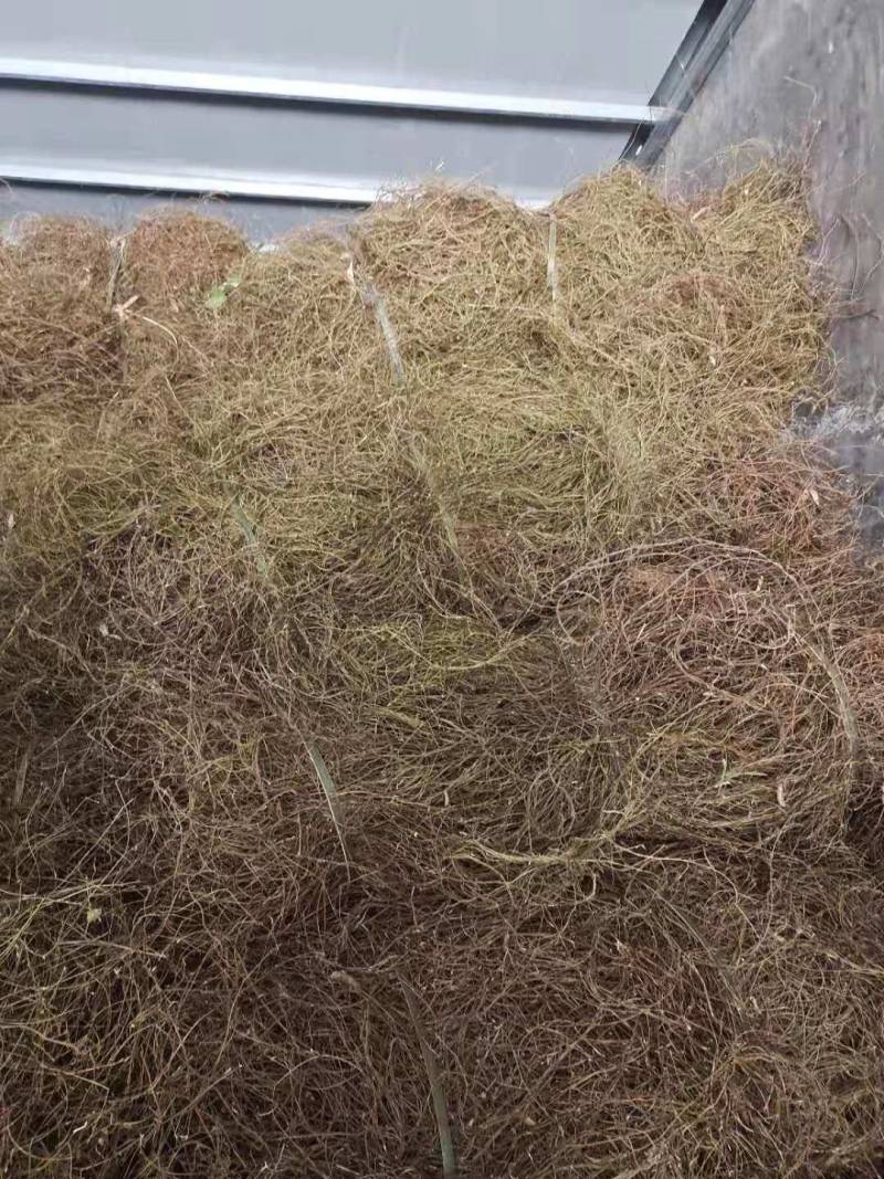 鸡骨草一一有现货二十吨左右