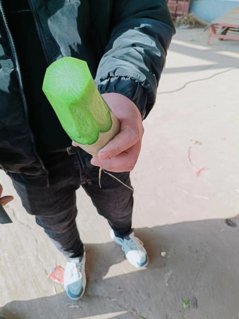 山东萝卜/青皮萝卜/济南水果萝卜/平阴水果萝卜/一件批发
