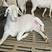 纯种澳洲白羊十只母羊送一只公羊包技术包运输包回收送铡草机