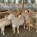 纯种澳洲白羊十只母羊送一只公羊包技术包运输包回收送铡草机