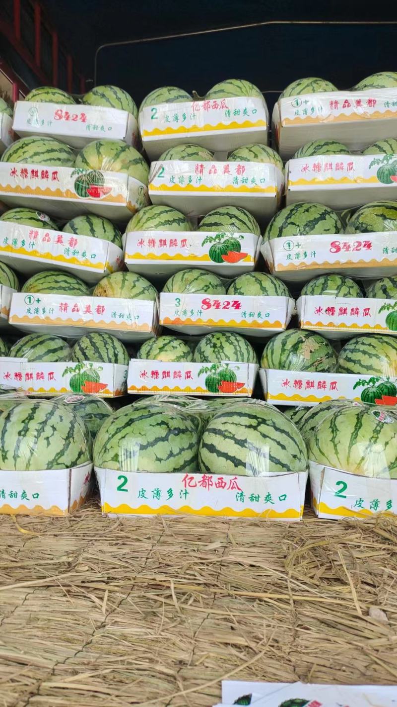 【河南夏邑】精选美都西瓜大量上市瓜型好含糖量高产地代办