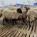 纯种萨福克羊公母都有十只母羊送一只公羊货到付款包邮到家