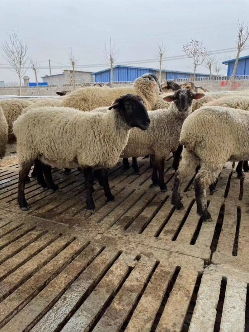 纯种萨福克羊公母都有十只母羊送一只公羊货到付款包邮到家