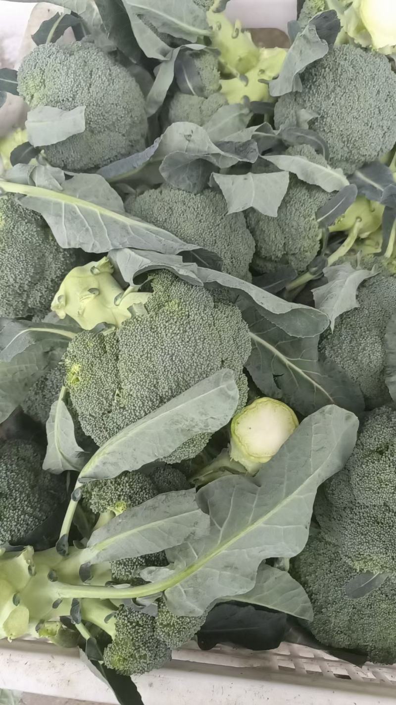 《热销》精品西兰花，产地直销，大量供应加工厂市场，全国发