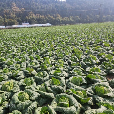 优质好货寒美黄，大白菜直供，遂宁船山基地，欢迎各位朋友