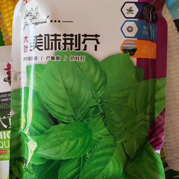 大叶荆芥种子叶片大香味浓生长速度快500g