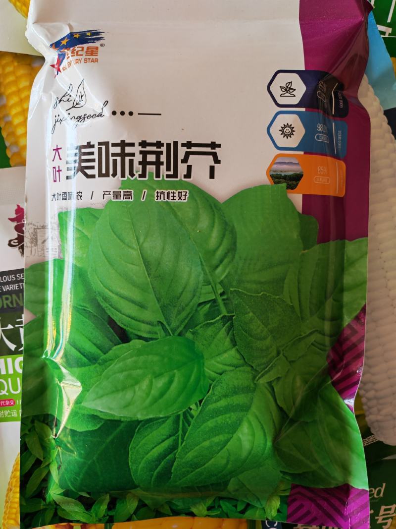 大叶荆芥种子叶片大香味浓生长速度快500g